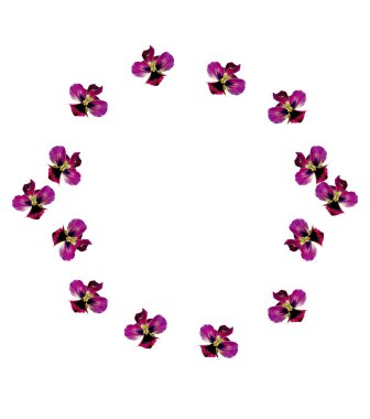 Hercai Menekşe ile yeşil Menekşe beyaz zemin üzerine bırakır.