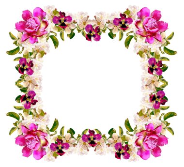 Beyaz bir arka plan üzerinde izole elma dalı çiçeklenme. Bahar