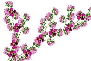 Beyaz bir arka plan üzerinde izole elma dalı çiçeklenme. Bahar