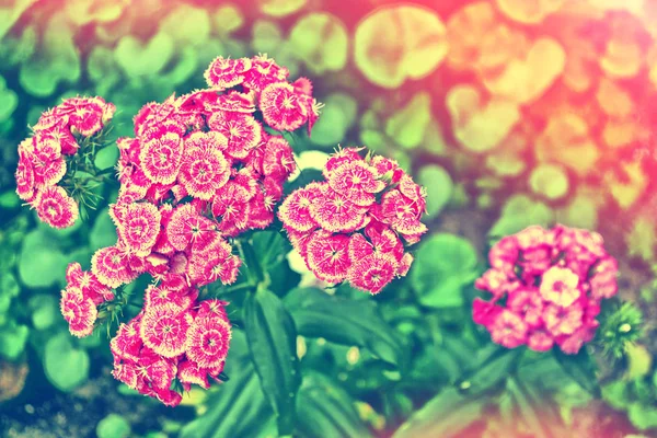 Яркие и красочные гвоздичные цветы — стоковое фото