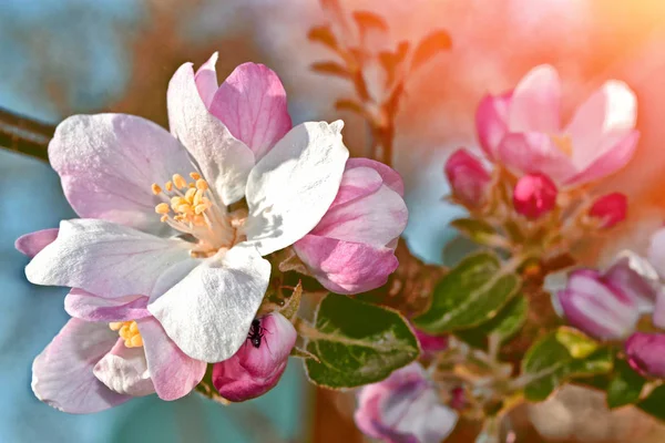 Fleurs printanières colorées lumineuses — Photo