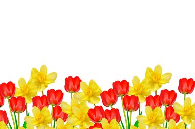 bahar çiçekleri beyaz arkaplanda izole laleler. 