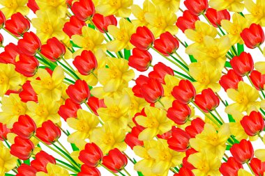 bahar çiçekleri beyaz arkaplanda izole laleler. 