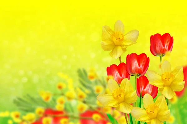 Fiori primaverili luminosi e colorati narcisi e tulipani — Foto Stock