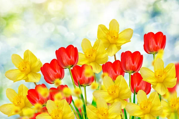 Flores de primavera brillantes y coloridas narcisos y tulipanes —  Fotos de Stock