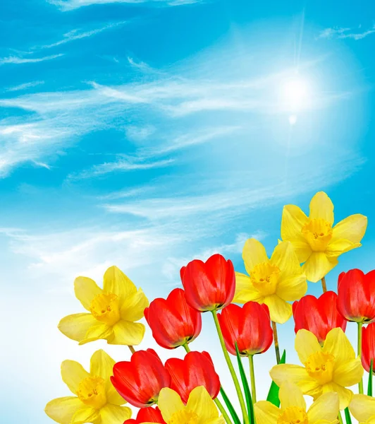 Bright and colorful spring flowers daffodils and tulips — Stock Photo, Image