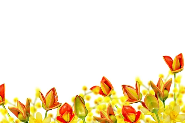 Spring flowers tulips isolated on white background. — Stock Photo, Image