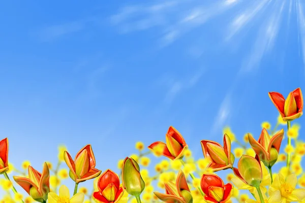 Bright and colorful spring flowers daffodils and tulips — Stock Photo, Image