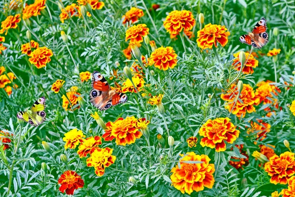 Färgglada marigold på bakgrunden av sommaren landskapet. Bu — Stockfoto