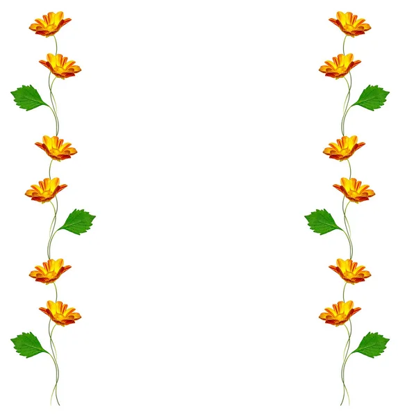 Barevné světlé flower dahlia — Stock fotografie