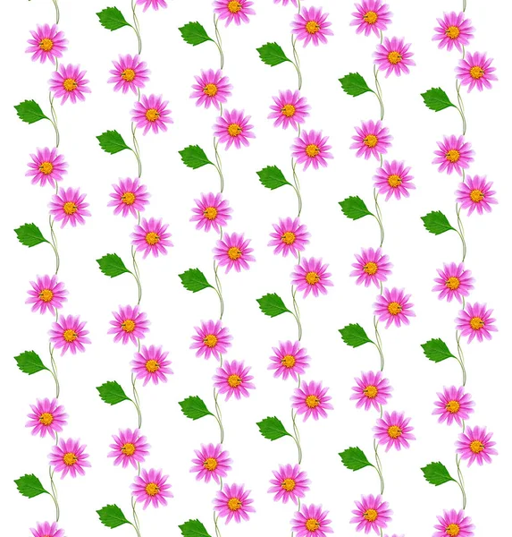 Яркие цветки георгины — стоковое фото