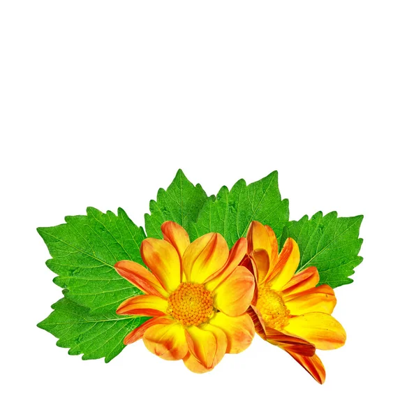 Renkli parlak çiçek dahlia — Stok fotoğraf