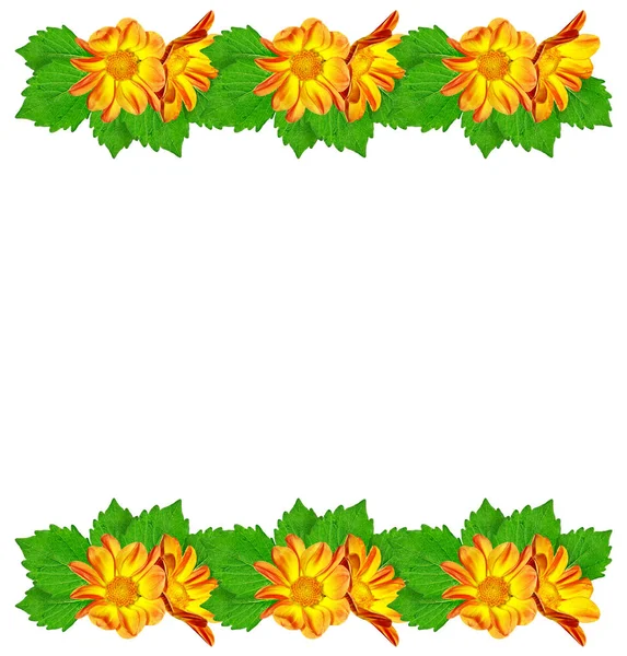 Kleurrijke heldere bloem dahlia — Stockfoto