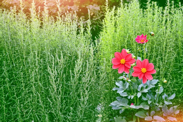 Fleurs colorées dahlia sur le fond du paysage d'été — Photo