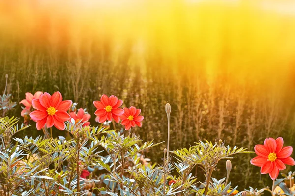 Colorful  flowers dahlia on the background of the summer landsca — Stock Photo, Image