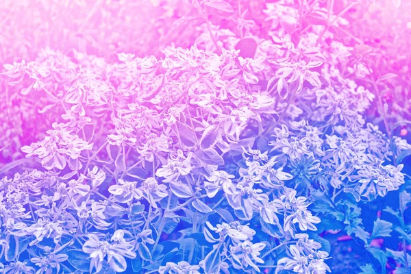 デイジーの花の夏の風景の背景. — ストック写真