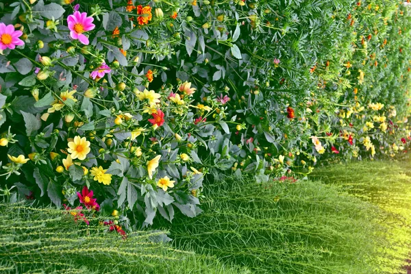 Färgglada blommor dahlia på bakgrunden av den sommaren landskap — Stockfoto