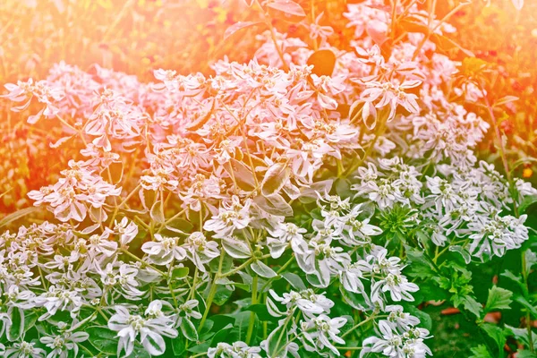 Gänseblümchen vor dem Hintergrund der sommerlichen Landschaft. — Stockfoto