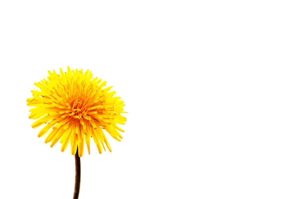 Puszysty kwiat mniszek — Zdjęcie stockowe
