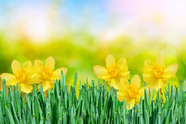 Parlak ve renkli çiçekler nergis