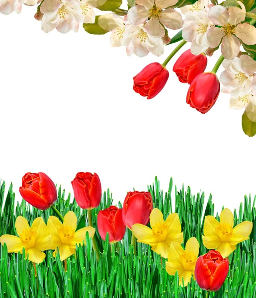 Frühling Blumen Tulpen isoliert auf weißem Hintergrund. — Stockfoto