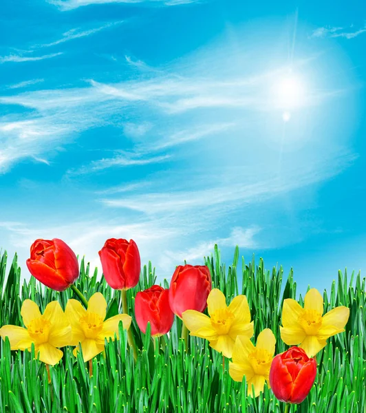 明るくカラフルな春の花水仙とチューリップ — ストック写真
