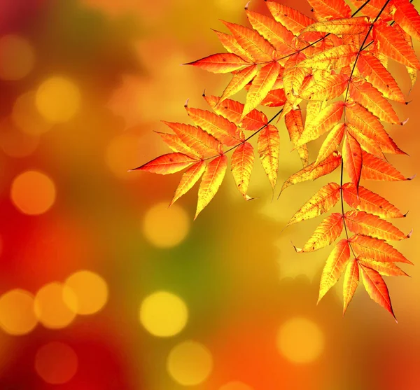 Paisagem de outono com folhagem colorida brilhante. Verão indiano . — Fotografia de Stock