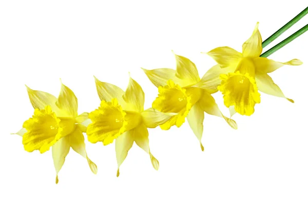 Fleurs printanières narcisse isolé sur fond blanc — Photo