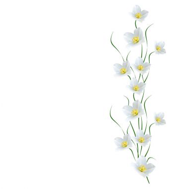 Yasemin çiçekleri beyaz zemin üzerine izole Şubesi재 스민 꽃 흰색 배경에 고립의 지점