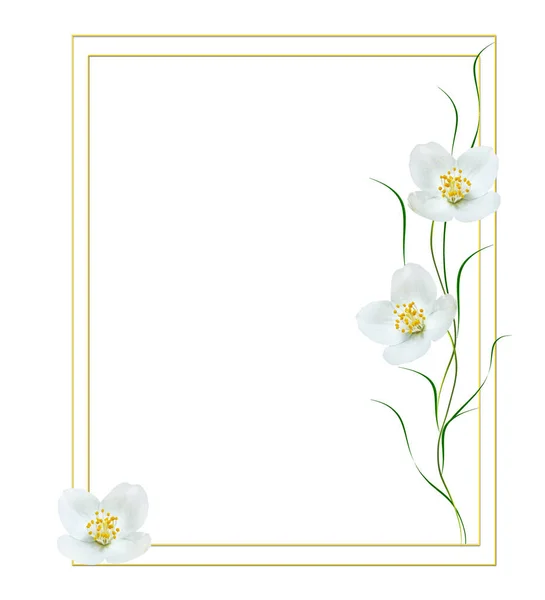 Rama de flores de jazmín aisladas sobre fondo blanco — Foto de Stock