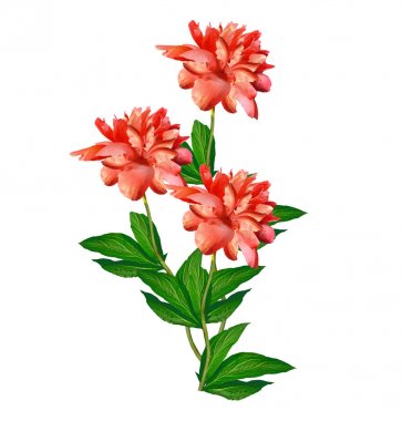 Renkli parlak beyaz arka plan üzerinde izole peonies çiçekler.