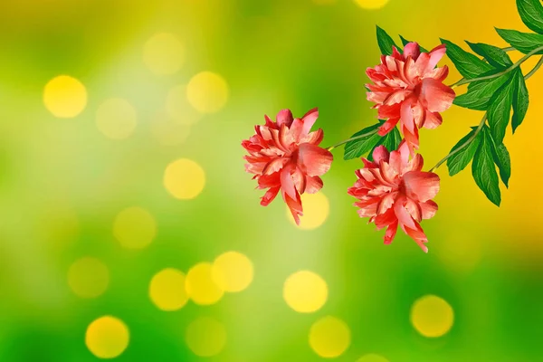 Jasne kolorowe kwiaty, piwonie — Zdjęcie stockowe