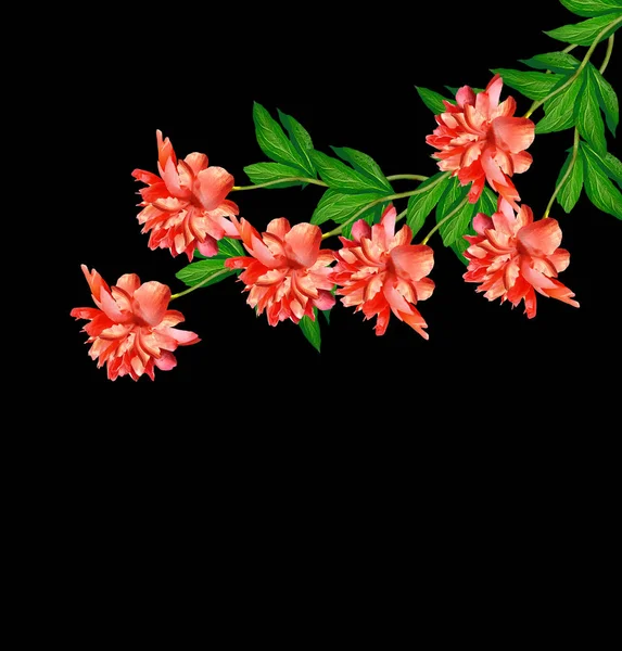 Flores brilhantes coloridas peônias isoladas em preto — Fotografia de Stock