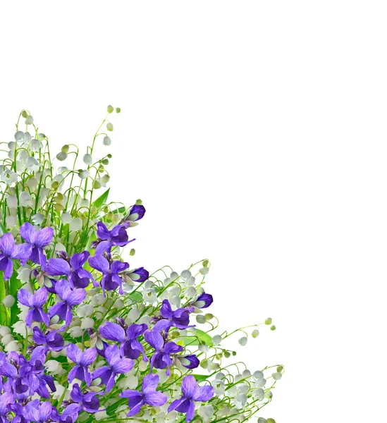 Flores de primavera nevadas aisladas sobre fondo blanco . — Foto de Stock