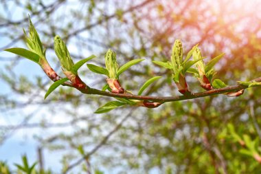 Bahar. Taze yeşil ağaç yaprak. 