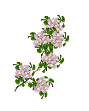 Beyaz bir arka plan üzerinde izole elma dalı çiçeklenme. Bahar