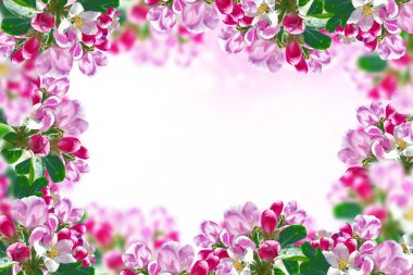 Çiçek açan elma dalı. Parlak renkli bahar çiçekleri