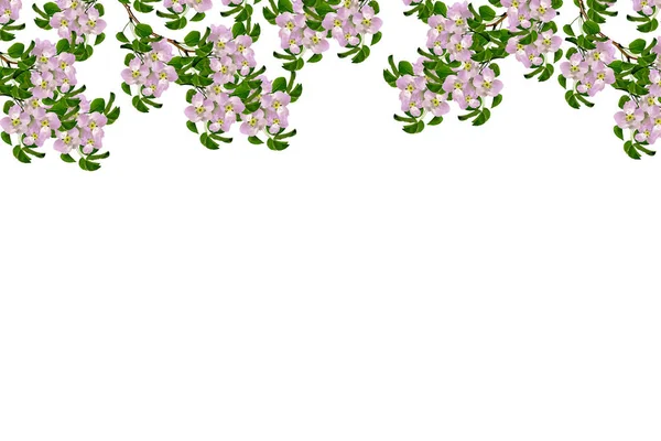 꽃 사과 흰 배경에 고립의 분기. 봄 — 스톡 사진