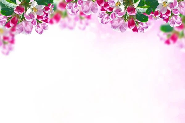 Manzana de rama floreciente. Flores de primavera de colores brillantes — Foto de Stock