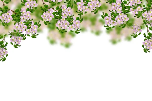 开花的枝头苹果.色彩艳丽的春花 — 图库照片