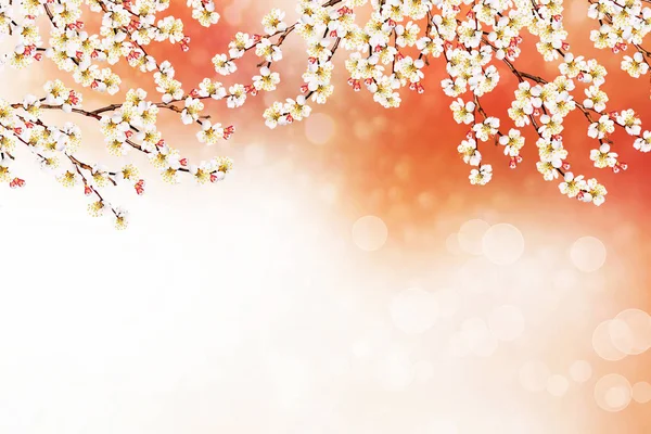 피어나는 가지 사과. 밝고 화려 한 봄 꽃들 — 스톡 사진