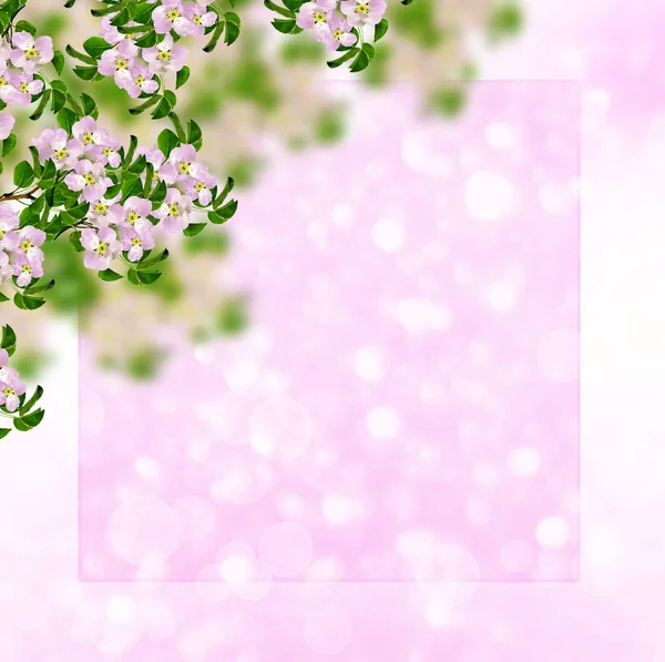 กิ่งแอปเปิ้ลบานสะพรั่ง ดอกไม้ฤดูใบไม้ผลิที่มีสีสันสดใส — ภาพถ่ายสต็อก