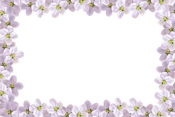 Blütenzweig des Apfels isoliert auf weißem Hintergrund. Frühling — Stockfoto