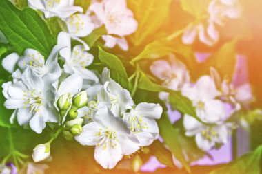 Yasemin şube hassas bahar çiçekleri beyaz