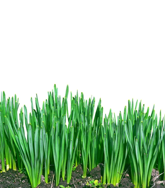 Hierba verde primavera — Foto de Stock
