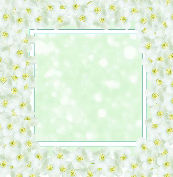 ดอกมะลิขาว สาขา ดอกไม้ฤดูใบไม้ผลิที่บอบบาง — ภาพถ่ายสต็อก