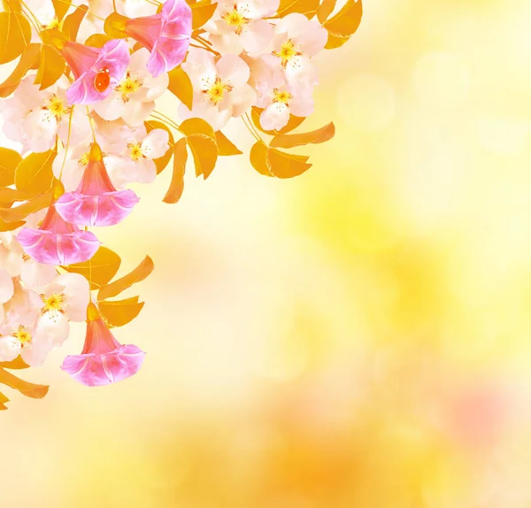 Leuchtend bunte Frühlingsblumen — Stockfoto