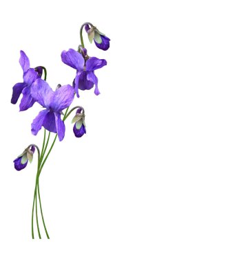 bahar beyaz zemin üzerine izole kardelen çiçek. 