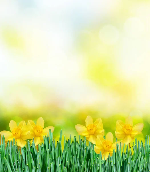 Světlé a barevné květy narcisů — Stock fotografie