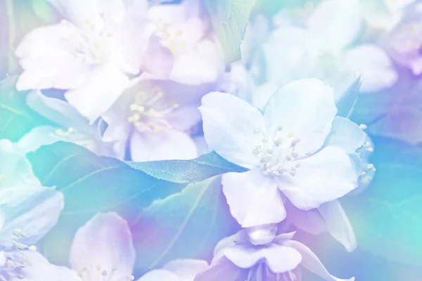 Weißer Jasmin der Zweig zarte Frühlingsblumen — Stockfoto